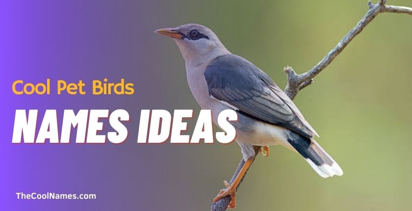 Cool Pet Birds Names Ideas