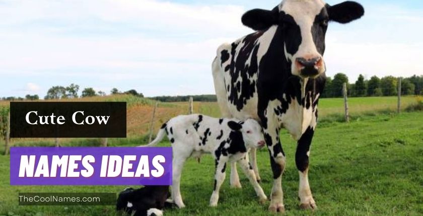 Cute Cow Names Ideas