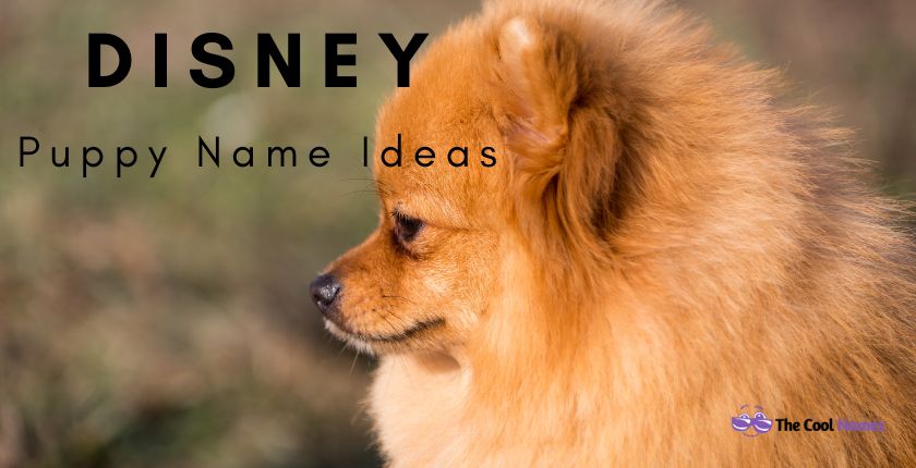 Cute Disney Puppy Name Ideas