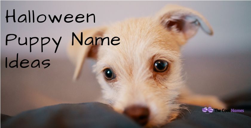 Cute Halloween Puppy Name Ideas
