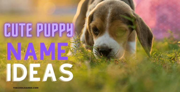 cute-puppy-names-of-white-and-black-dogs-for-girls-and-boys