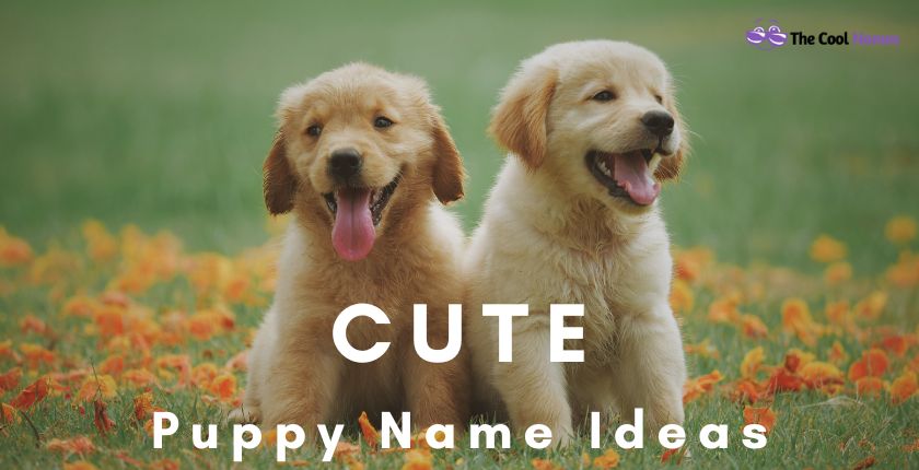 Unique Cute Puppy Names Ideas
