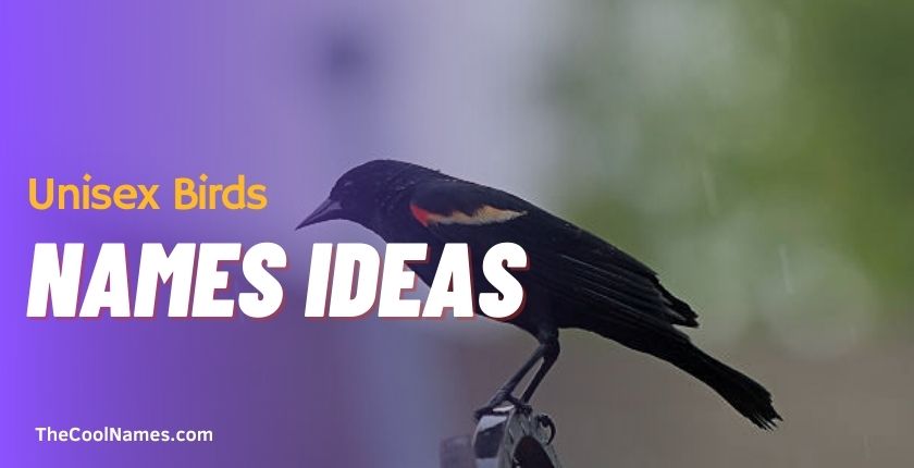 Unisex Birds Names Ideas