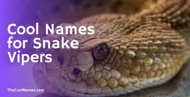 1000+ Badass Pet Snake Names List And Ideas For You [2024]