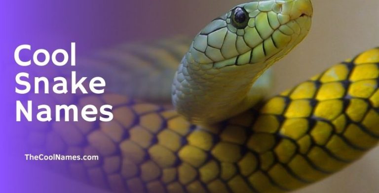 1000+ Badass Pet Snake Names List And Ideas For You [2024]