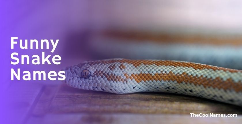 1000+ Badass Pet Snake Names List And Ideas For You [2024]