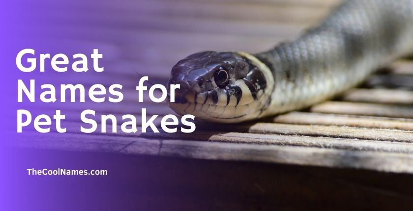 Great Names for Pet Snakes