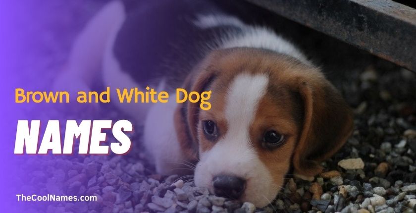 Brown and White Dog Names