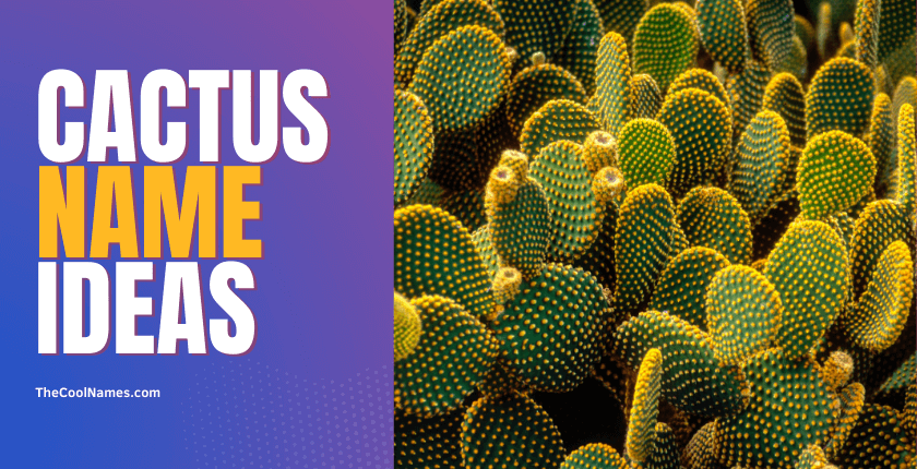 Cute Cactus Names Ideas