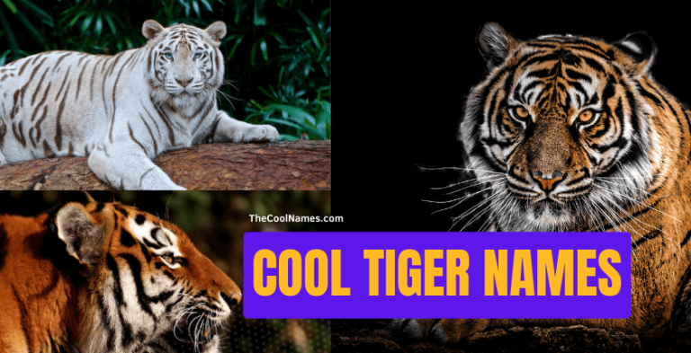 Cool Tiger Names And Nicknames For Pets Stories 2024 