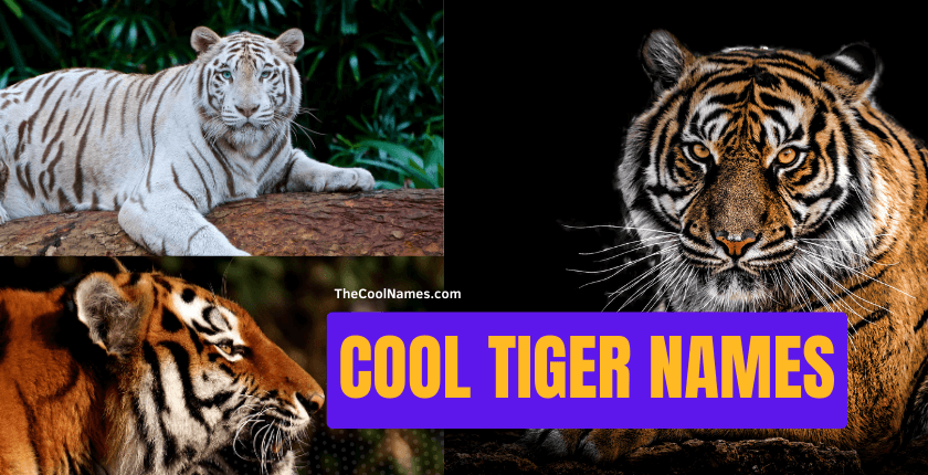 Tiger Names