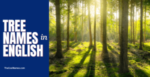 100 Tree Names In English You Should Know 2025 100 Tree Names In English You Should Know 2025