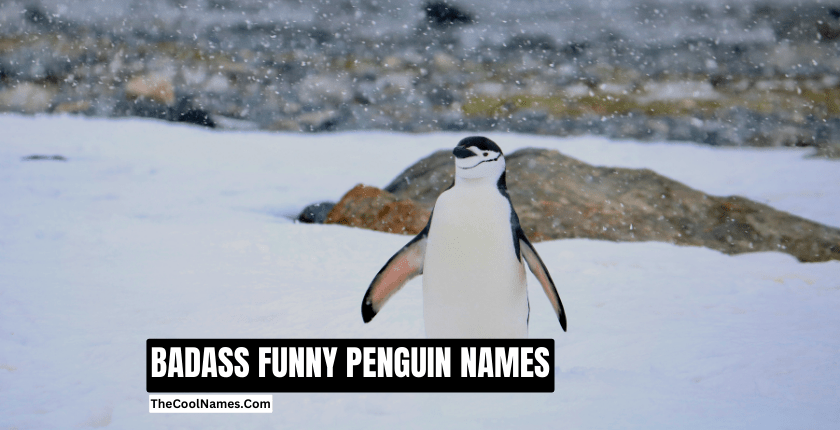 BADASS FUNNY PENGUIN NAMES