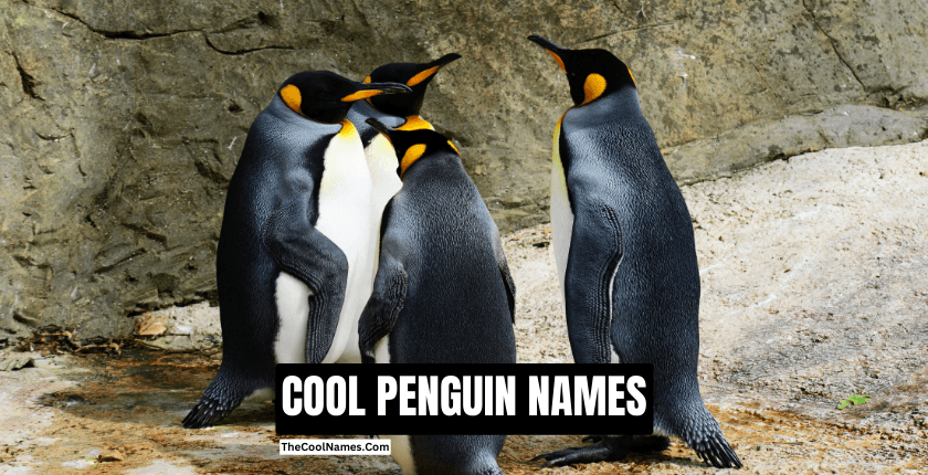 COOL PENGUIN NAMES