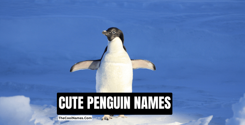 CUTE PENGUIN NAMES