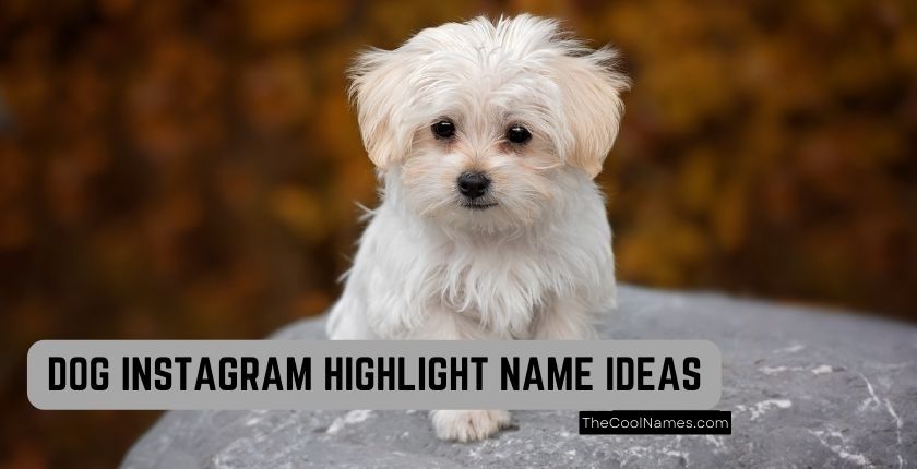 300+ Unique Instagram Highlight Name Ideas