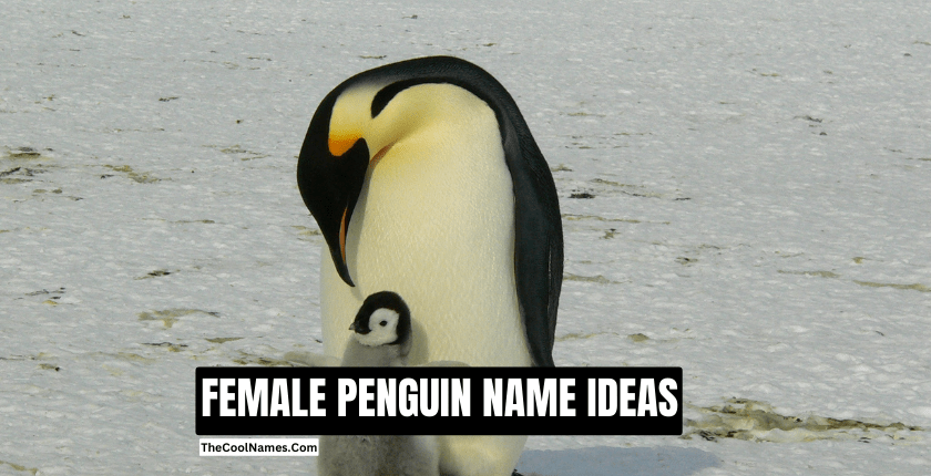 FEMALE PENGUIN NAME IDEAS