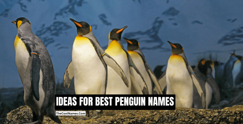 IDEAS FOR BEST PENGUIN NAMES