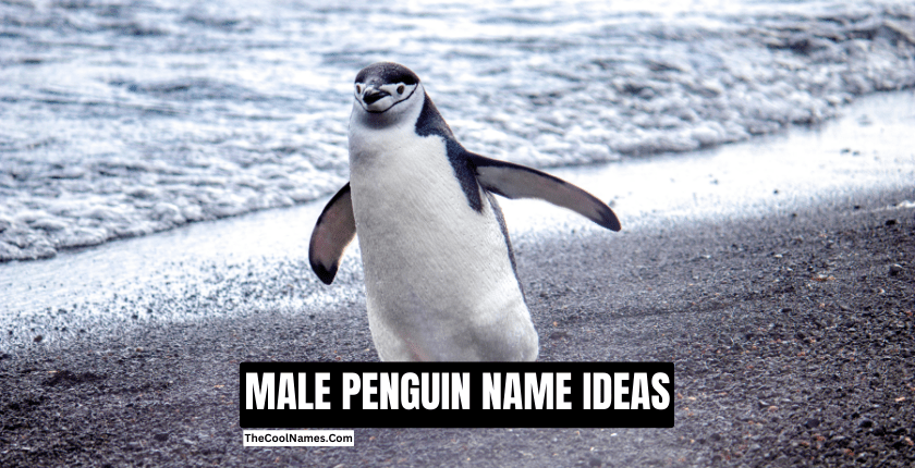 MALE PENGUIN NAME IDEAS