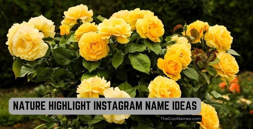 Nature Related Instagram Highlight Names Ideas