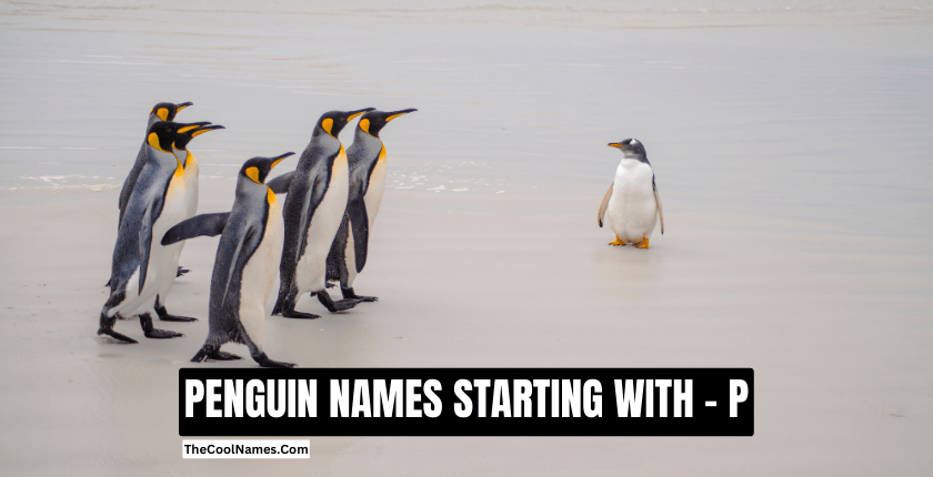 PENGUIN NAMES STARTING WITH P