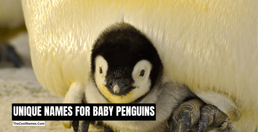UNIQUE NAMES FOR BABY PENGUINS