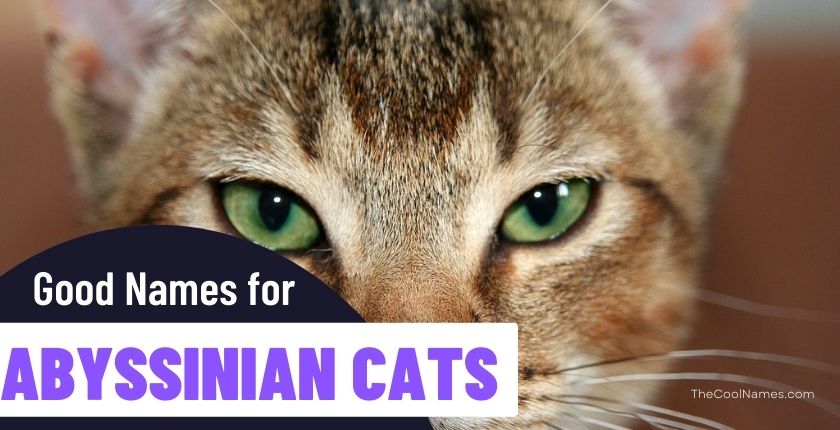 Abyssinian Cat Names