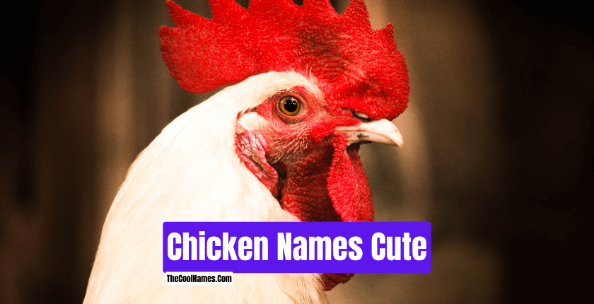 Chicken Names Cute