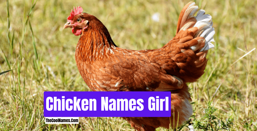 Chicken Names Girl
