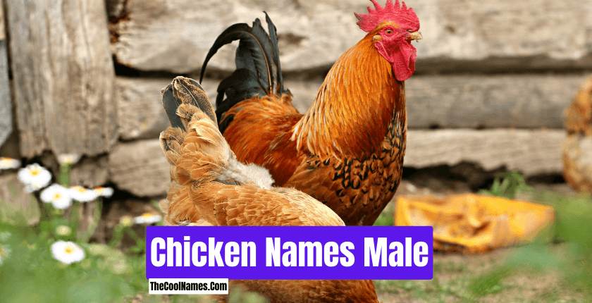 Chicken Names Male