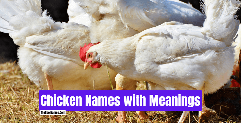 Chicken Names With Meanings