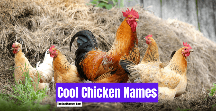 Cool Chicken Names