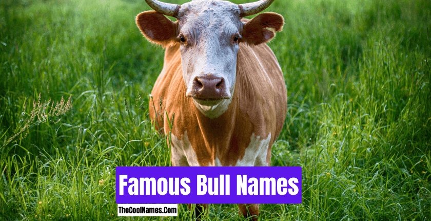 Famous Bull Names