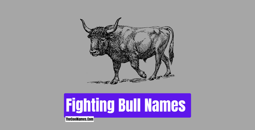 Fighting Bull Names 