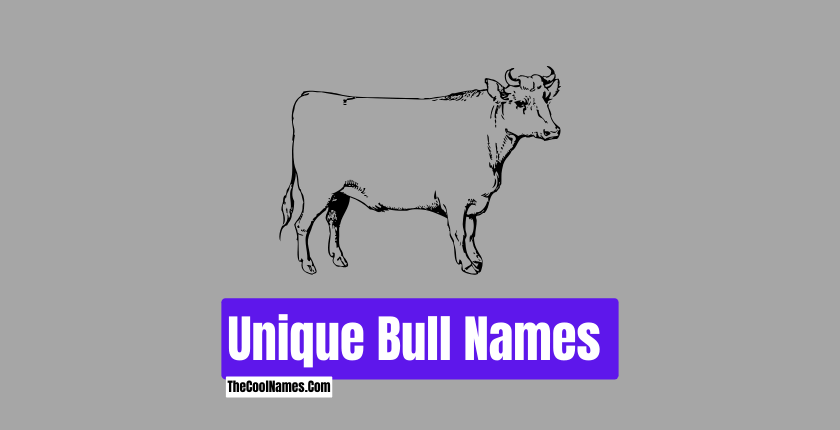Unique Bull Names