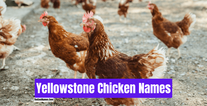 Yellowstone Chicken Names